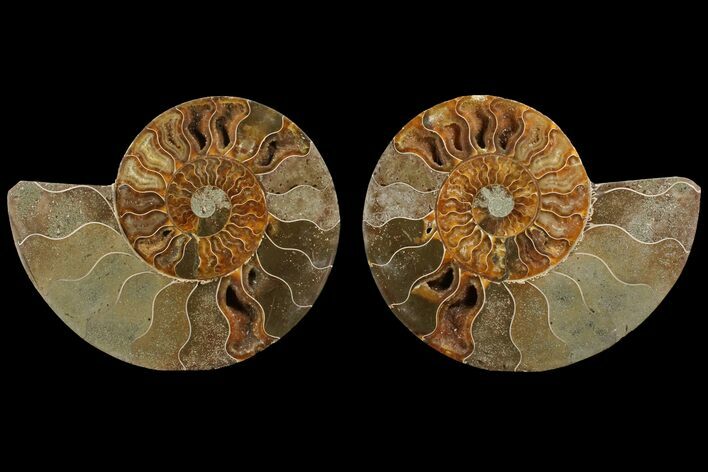 Agatized Ammonite Fossil - Madagascar #111530